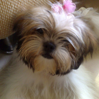 Photo #120181 de Precious