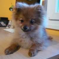Photo #120613 de Erton