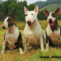 Photo #120637 de Sultan
