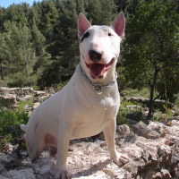 Photo #120643 de Sultan