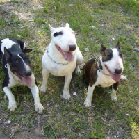Photo #120649 de Sultan