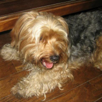 Photo #120847 de Snoocky