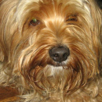 Photo #120853 de Snoocky