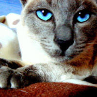 Photo #120859 de Darling