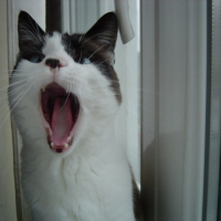 Teddy_janvier2006__3_