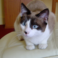 Photo #120937 de Teddy
