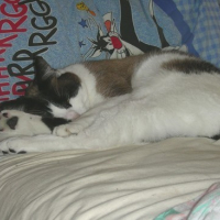 Photo #120961 de Teddy