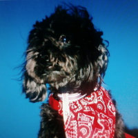 Photo #121093 de Snoopy