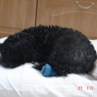 Photo #121099 de Snoopy