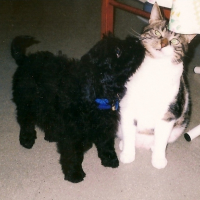 Photo #121111 de Snoopy