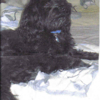 Photo #121123 de Snoopy