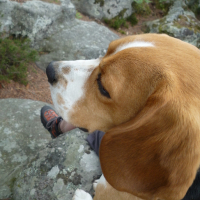 Photo #121261 de Brigand