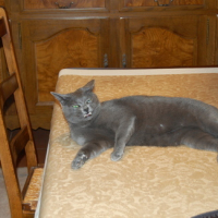 Photo #121423 de Tytom