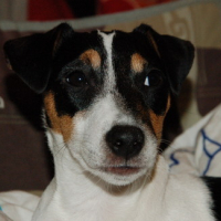 Photo #121693 de Dipsy