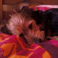 Photo #121729 de Darius