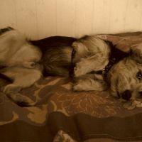 Photo #121747 de Darius
