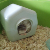 Photo #121873 de Perceval