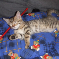 Photo #121909 de Puce
