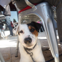 Photo #122299 de Bosco