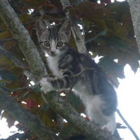 Koala ou chat ???