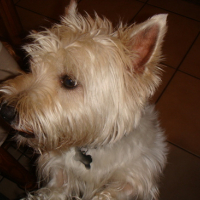 Photo #122755 de Abby