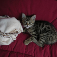 Photo #122869 de Mistie