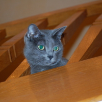 Photo #122947 de Tytom