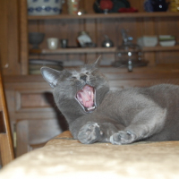Photo #122965 de Tytom