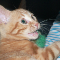 Photo #123205 de Bounty