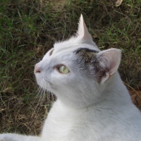 Photo #123565 de Flocon