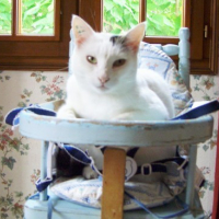 Photo #123571 de Flocon