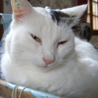 Photo #123577 de Flocon