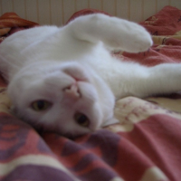 Photo #123583 de Flocon