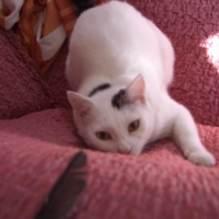 Photo #123667 de Flocon