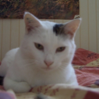 Photo #123673 de Flocon