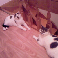 Photo #123865 de Gueulou