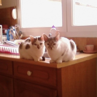Photo #123883 de Gueulou