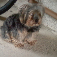 Photo #124231 de Oliver