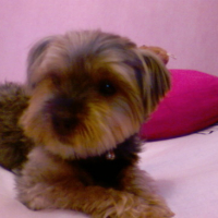 Photo #124249 de Oliver