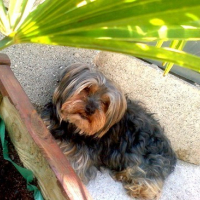 Photo #124255 de Oliver