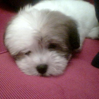 Photo #125233 de Debbie