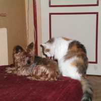 Photo #125491 de Griotte