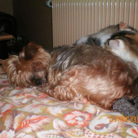 Photo #125497 de Griotte