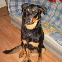 Photo #125617 de Attila