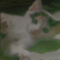 Photo #125971 de Sassy