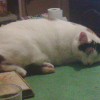 Photo #125977 de Sassy