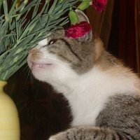 Photo #126049 de Chipie