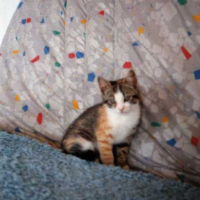 Photo #126061 de Chipie
