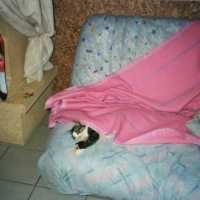 Photo #126073 de Chipie