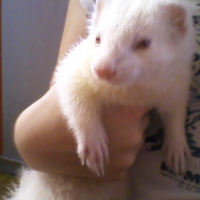 Photo #126301 de Loulou